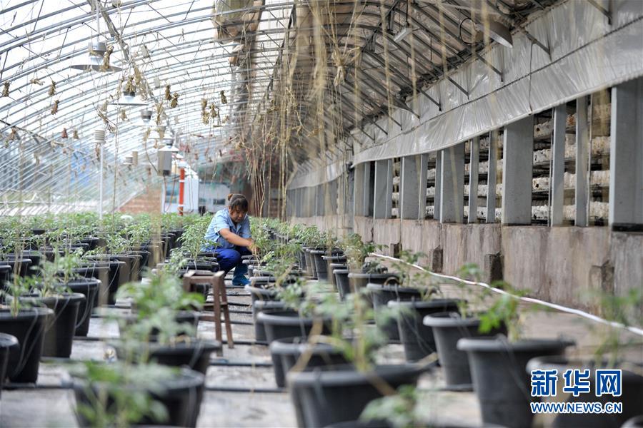 （寧夏60年）（9）荒灘戈壁上構筑移民生態(tài)綠色新家園